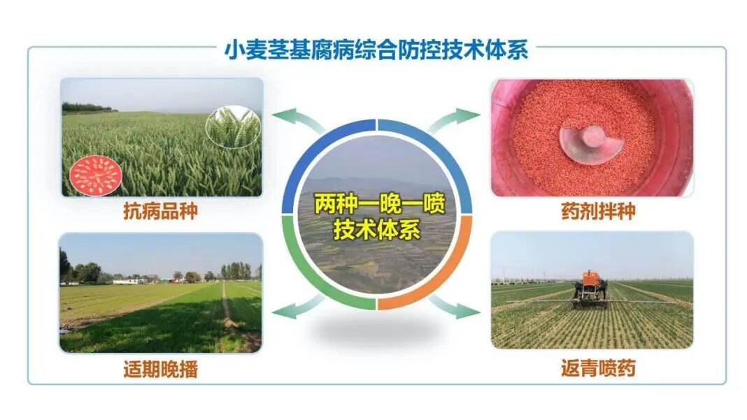 Integrated control technology system for wheat crown rot: two selections, one delay, one spray