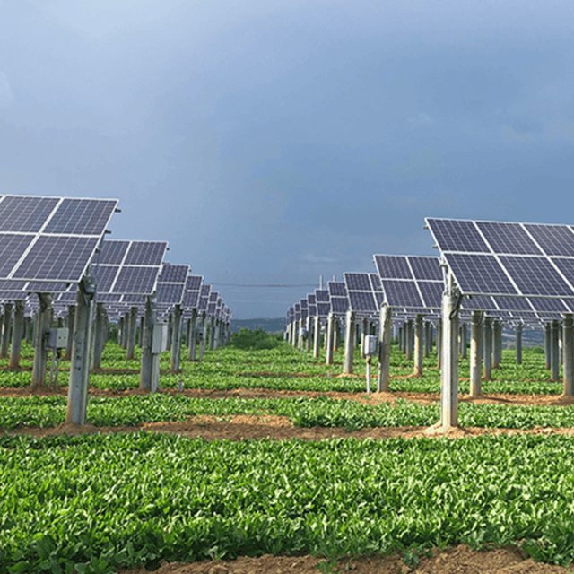 Sistema Fotovoltaico Agrovoltaico｜Solução One-Stop de Nova Energia Combinando Agricultura e Energia Solar