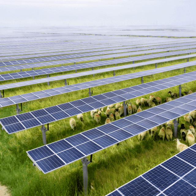 Sistema solar agroganadero | Proveedor de soluciones fotovoltaicas para aplicaciones ganaderas