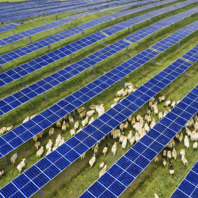 Sistema solar agroganadero | Proveedor de soluciones fotovoltaicas para aplicaciones ganaderas
