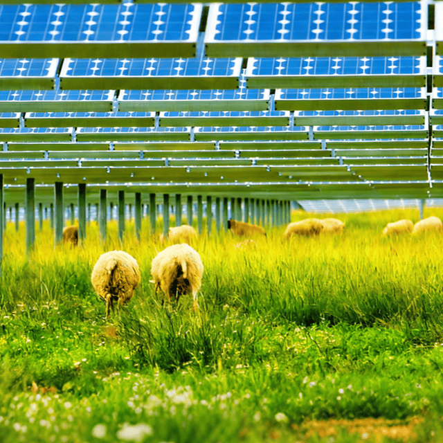 Sistema solar agroganadero | Proveedor de soluciones fotovoltaicas para aplicaciones ganaderas