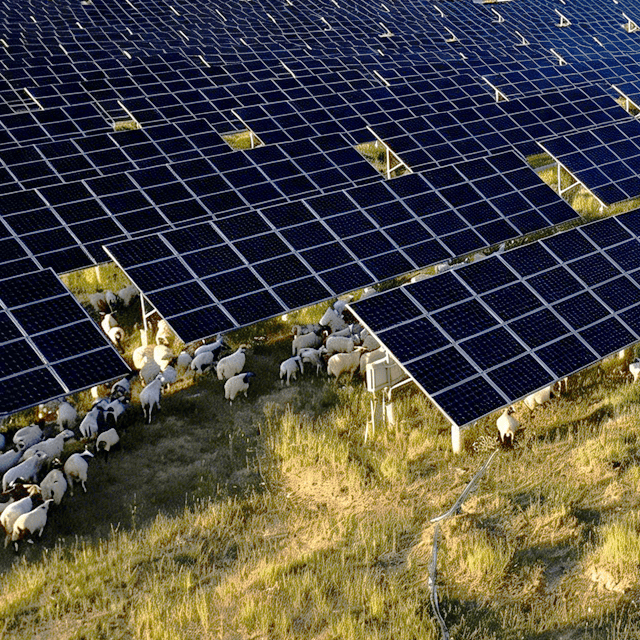 Sistema solar agroganadero | Proveedor de soluciones fotovoltaicas para aplicaciones ganaderas