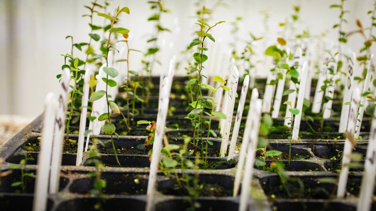 Naturipe Farms 与 Hortifrut 通过与 MBO 的战略合作扩大其浆果基因平台