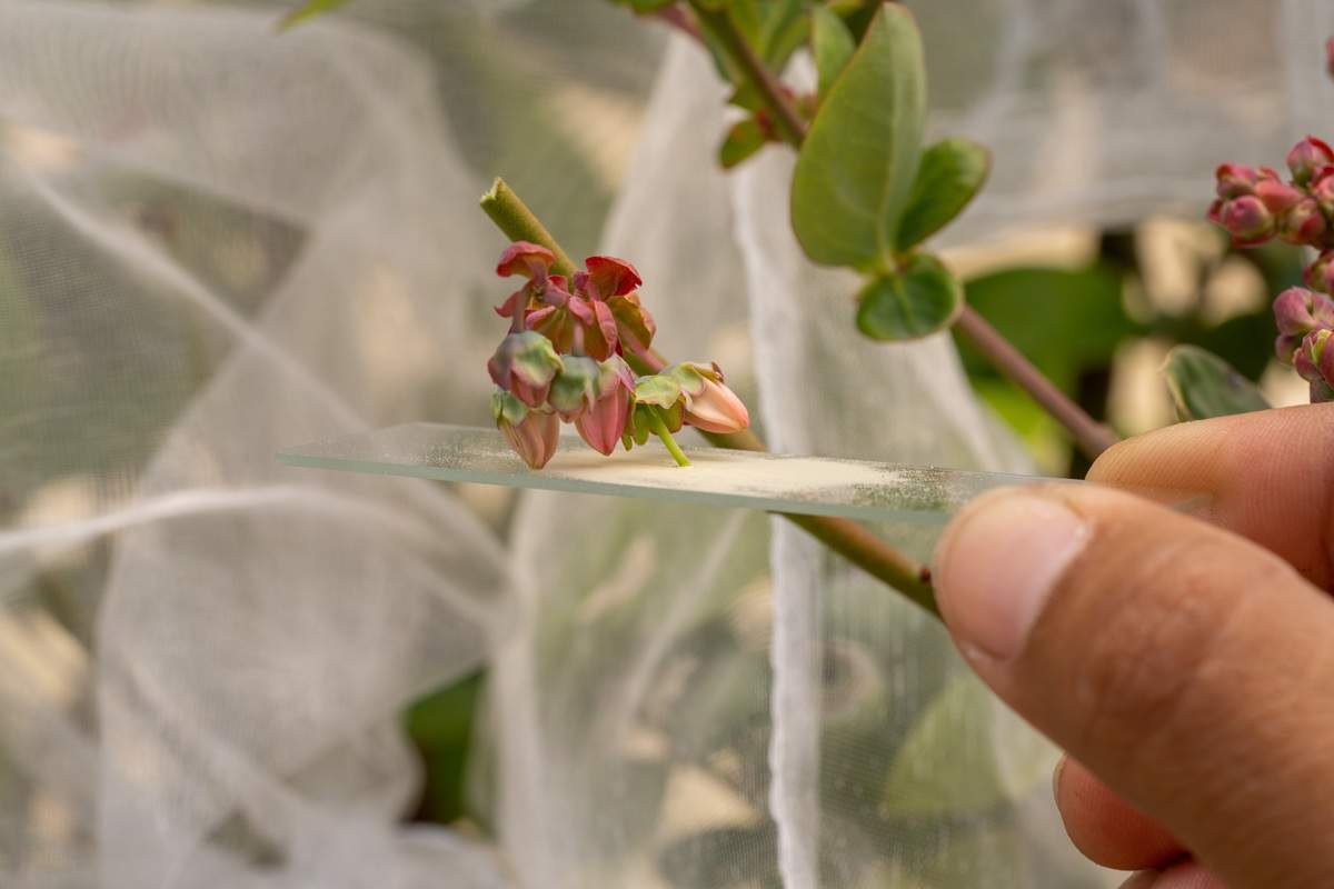 Naturipe Farms 与 Hortifrut 通过与 MBO 的战略合作扩大其浆果基因平台