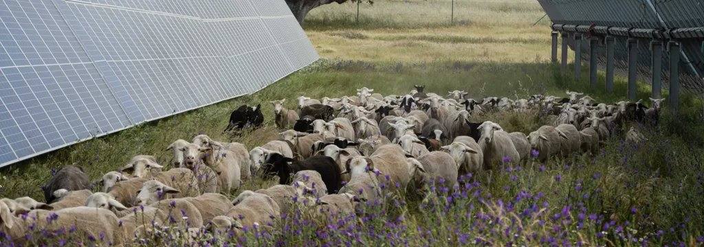 Volkswagen and its solar panels demonstrate how a flock of 100 sheep maintains 31,000 modules while the factory obtains about 25% of its annual electricity consumption.