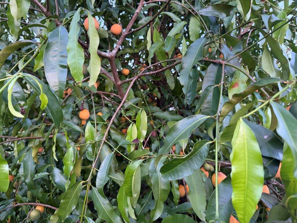 From Bolivia to the U.S.: How a Florida farm bets on achacha, turning it into the next star fruit for consumers and growers