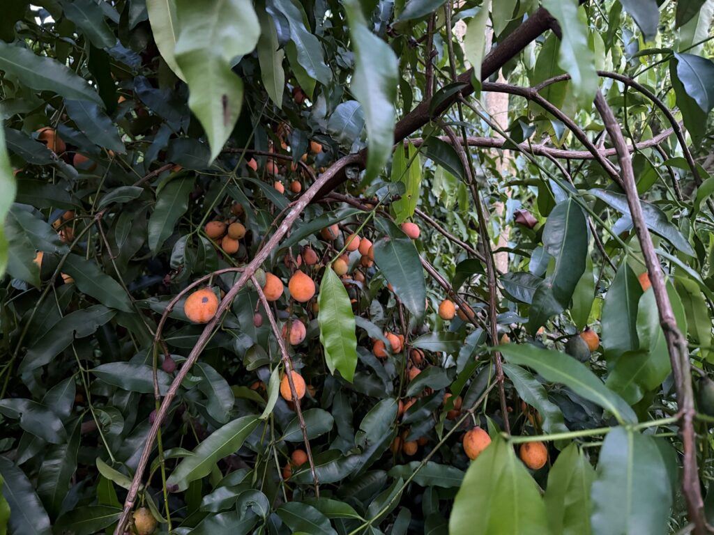 From Bolivia to the U.S.: How a Florida farm bets on achacha, turning it into the next star fruit for consumers and growers
