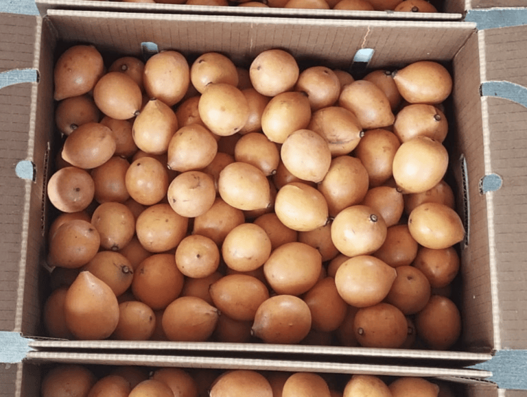 From Bolivia to the U.S.: How a Florida farm bets on achacha, turning it into the next star fruit for consumers and growers