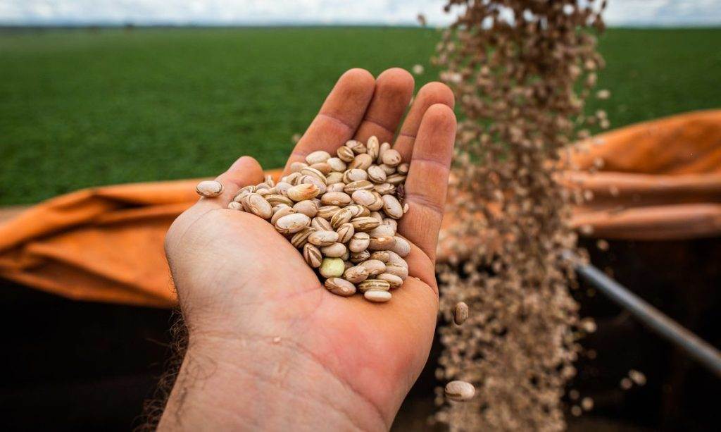 Bean seeds | High-quality seeds to be planted in February |