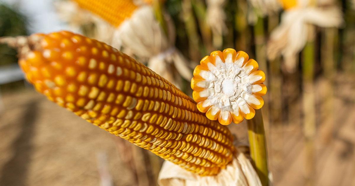 Climate boosts Minas Gerais grain output to 19.08 million tons