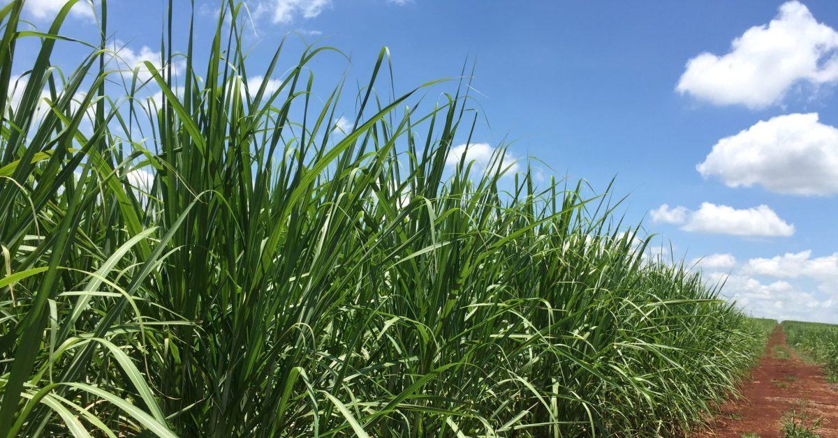Brazil's National Supply Company (Conab) raises Brazil's ethanol production outlook despite lower sugarcane harvest